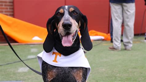 Tennessee's Smoky Dog Mascot: Uniting the Volunteer Community
